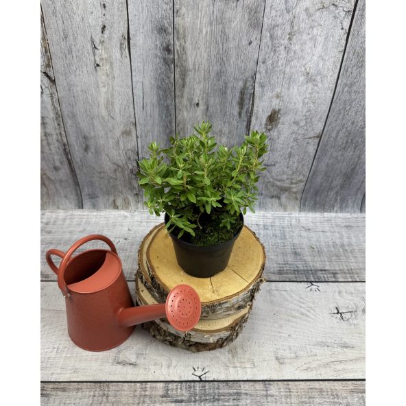 'Yunnan' - różanecznik miniaturowy
Rhododendron impeditum 'Yunnan'