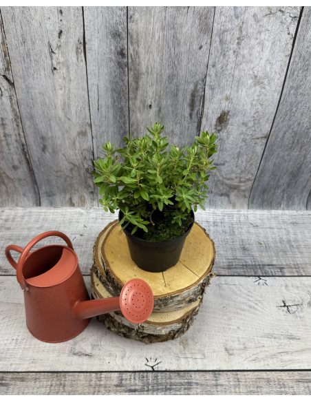 'Yunnan' - różanecznik miniaturowy
Rhododendron impeditum 'Yunnan' 'Yunnan' - różanecznik miniaturowy
Rhododendron impeditum 'Yunnan'