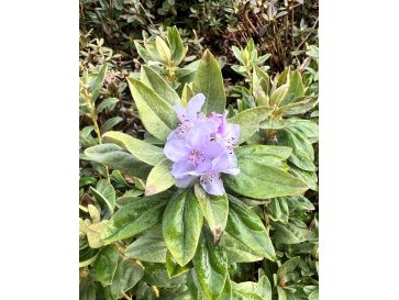 'Yunnan' - różanecznik miniaturowy
Rhododendron impeditum 'Yunnan'