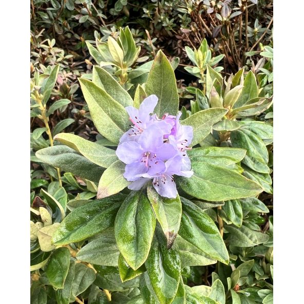 'Yunnan' - różanecznik miniaturowy
Rhododendron impeditum 'Yunnan'