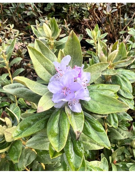 'Yunnan' - różanecznik miniaturowy
Rhododendron impeditum 'Yunnan' 'Yunnan' - różanecznik miniaturowy
Rhododendron impeditum 'Yunnan'