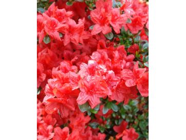 'Stewartstonian' - azalia japońska
Rhododendron 'Stewartstonian'