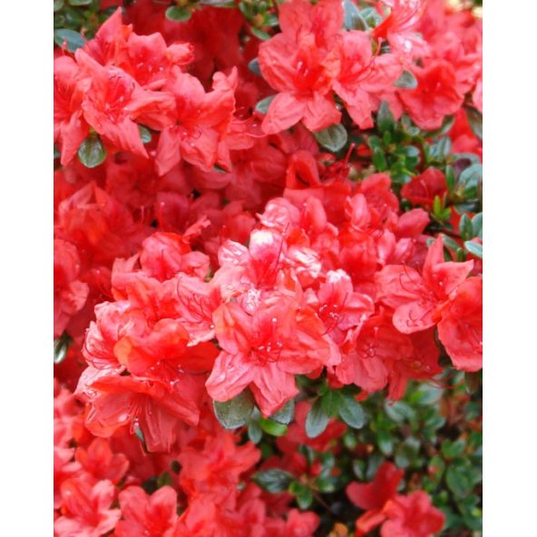 'Stewartstonian' - azalia japońska
Rhododendron 'Stewartstonian'