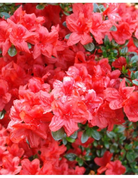 'Stewartstonian' - azalia japońska
Rhododendron 'Stewartstonian' 'Stewartstonian' - azalia japońska
Rhododendron 'Stewartstonian'