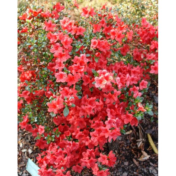 'Stewartstonian' - azalia japońska
Rhododendron 'Stewartstonian'