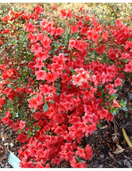 'Stewartstonian' - azalia japońska
Rhododendron 'Stewartstonian' 'Stewartstonian' - azalia japońska
Rhododendron 'Stewartstonian'