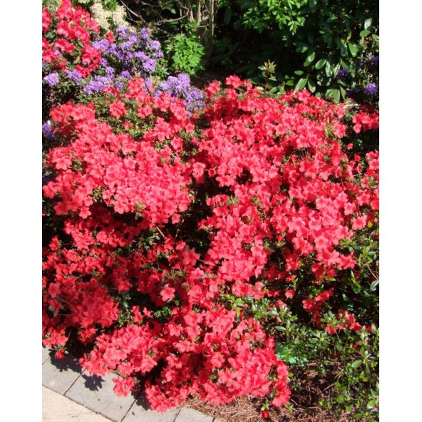 'Stewartstonian' - azalia japońska
Rhododendron 'Stewartstonian'