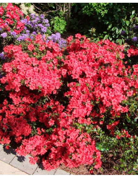 'Stewartstonian' - azalia japońska
Rhododendron 'Stewartstonian' 'Stewartstonian' - azalia japońska
Rhododendron 'Stewartstonian'