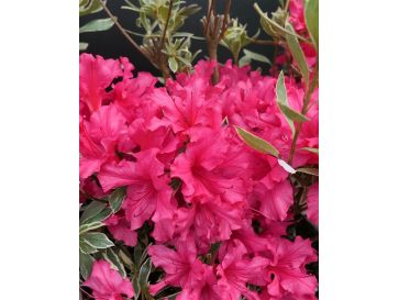 'Silver Sword' - azalia japońska
Rhododendron - 'Silver Sword'