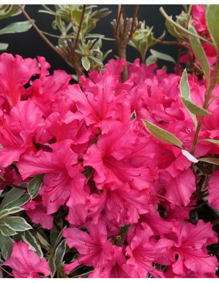 'Silver Sword' - azalia japońska
Rhododendron - 'Silver Sword'