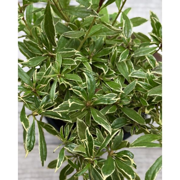 'Silver Sword' - azalia japońska
Rhododendron - 'Silver Sword'