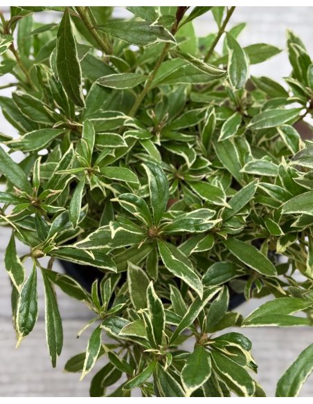 'Silver Sword' - azalia japońska
Rhododendron - 'Silver Sword'