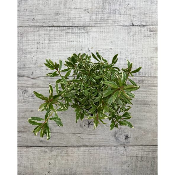 'Silver Sword' - azalia japońska
Rhododendron - 'Silver Sword'