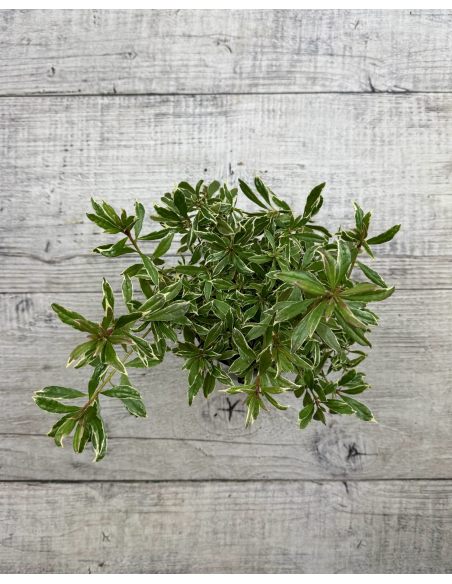 'Silver Sword' - azalia japońska
Rhododendron - 'Silver Sword'