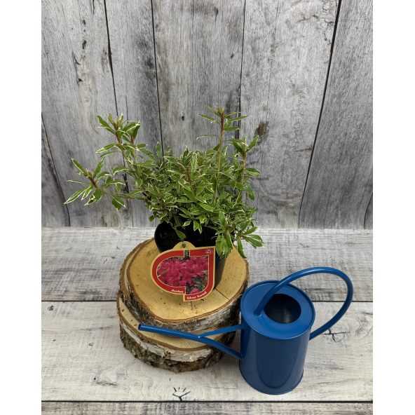 'Silver Sword' - azalia japońska
Rhododendron - 'Silver Sword'