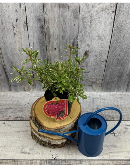'Silver Sword' - azalia japońska
Rhododendron - 'Silver Sword'
