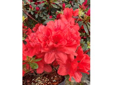 'Signalglühen' - azalia japońska  
Rhododendron 'Signalglühen'