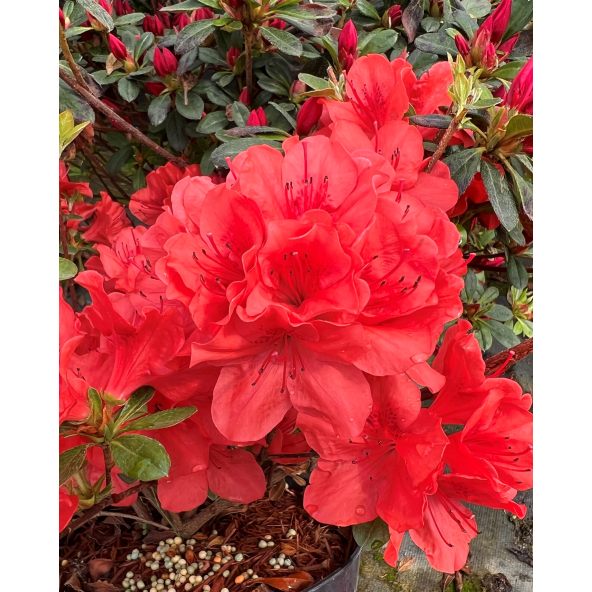 'Signalglühen' - azalia japońska  
Rhododendron 'Signalglühen'