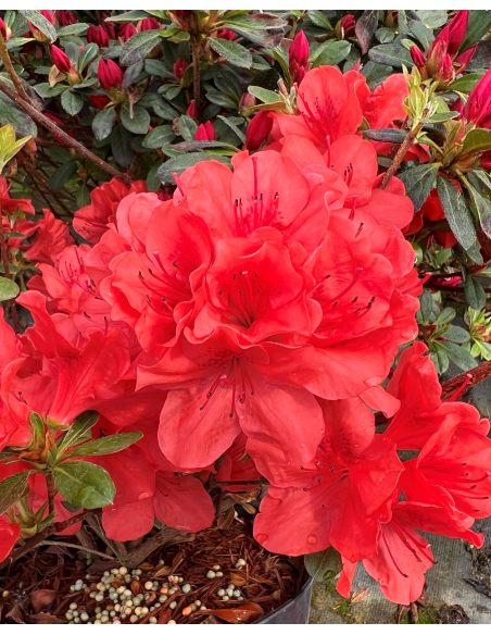 'Signalglühen' - azalia japońska  
Rhododendron 'Signalglühen' 'Signalglühen' - azalia japońska  
Rhododendron 'Signalglühen'