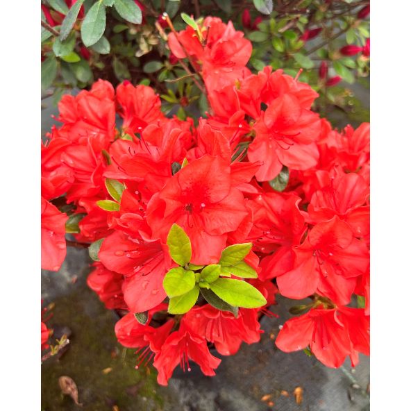'Signalglühen' - azalia japońska  
Rhododendron 'Signalglühen'