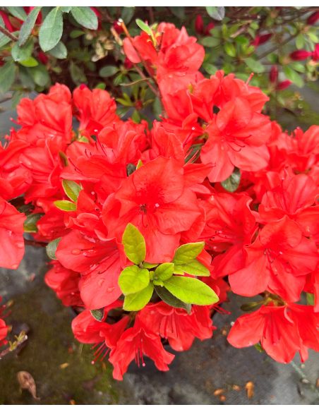'Signalglühen' - azalia japońska  
Rhododendron 'Signalglühen' 'Signalglühen' - azalia japońska  
Rhododendron 'Signalglühen'