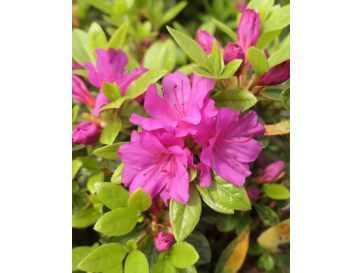 'Schrammstein' - azalia japońśka
Rhododendron 'Schrammstein'