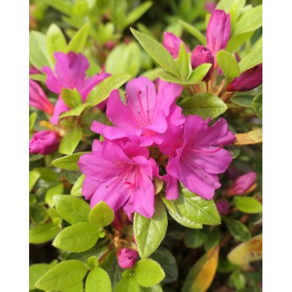 'Schrammstein' - azalia japońśka
Rhododendron 'Schrammstein'
