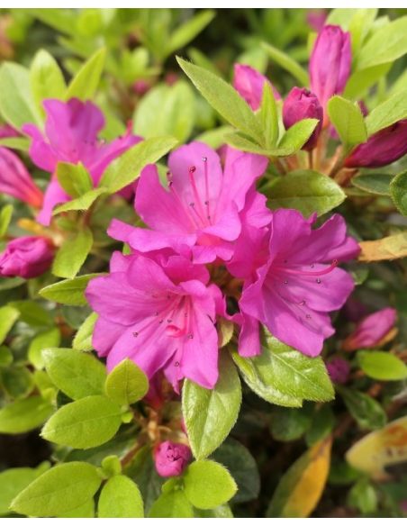 'Schrammstein' - azalia japońśka
Rhododendron 'Schrammstein' 'Schrammstein' - azalia japońśka
Rhododendron 'Schrammstein'