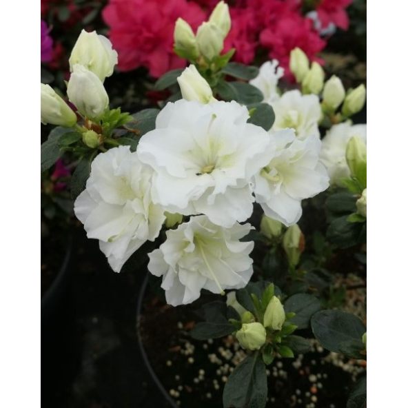 'Hachschnee' SCHNEEPERLE - azalia japońska
Rhododendron 'Hachschnee' SCHNEEPERLE