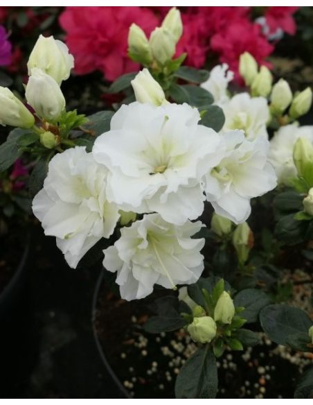'Hachschnee' SCHNEEPERLE - azalia japońska
Rhododendron 'Hachschnee' SCHNEEPERLE 'Hachschnee' SCHNEEPERLE - azalia japońska
Rhododendron 'Hachschnee' SCHNEEPERLE