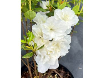 'Hachschnee' SCHNEEPERLE - azalia japońska
Rhododendron 'Hachschnee' SCHNEEPERLE