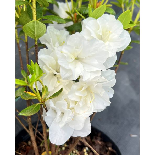 'Hachschnee' SCHNEEPERLE - azalia japońska
Rhododendron 'Hachschnee' SCHNEEPERLE