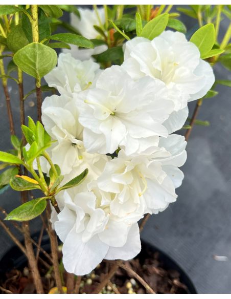 'Hachschnee' SCHNEEPERLE - azalia japońska
Rhododendron 'Hachschnee' SCHNEEPERLE 'Hachschnee' SCHNEEPERLE - azalia japońska
Rhododendron 'Hachschnee' SCHNEEPERLE