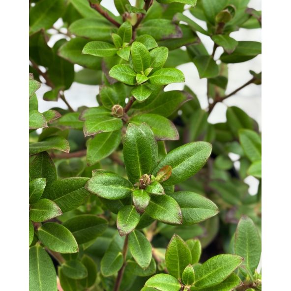 'Princess Anne' - azalia japońska 
Rhododendron 'Princess Anne'