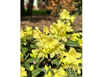 'Princess Anne' - azalia japońska 
Rhododendron 'Princess Anne'