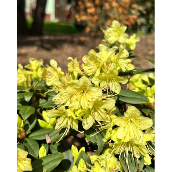 'Princess Anne' - azalia japońska 
Rhododendron 'Princess Anne'