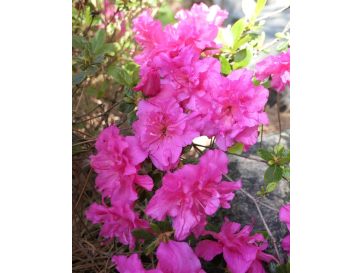 'Hachpett' PETTICOAT - azalia japońska 
Rhododendron 'Hachpett' PETTICOAT