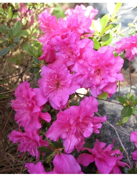 'Hachpett' PETTICOAT - azalia japońska 
Rhododendron 'Hachpett' PETTICOAT