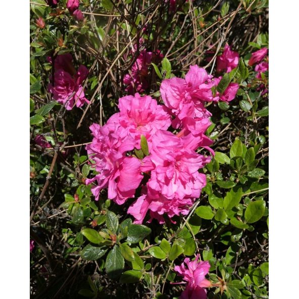 'Hachpett' PETTICOAT - azalia japońska 
Rhododendron 'Hachpett' PETTICOAT