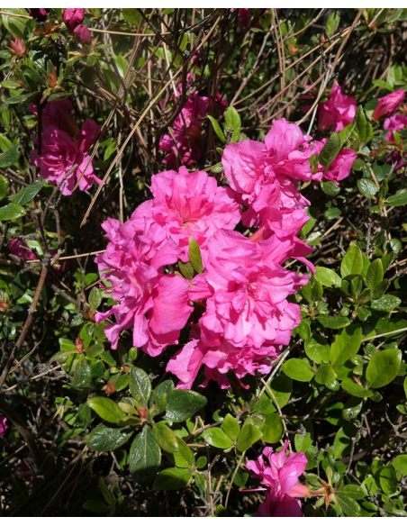 'Hachpett' PETTICOAT - azalia japońska 
Rhododendron 'Hachpett' PETTICOAT