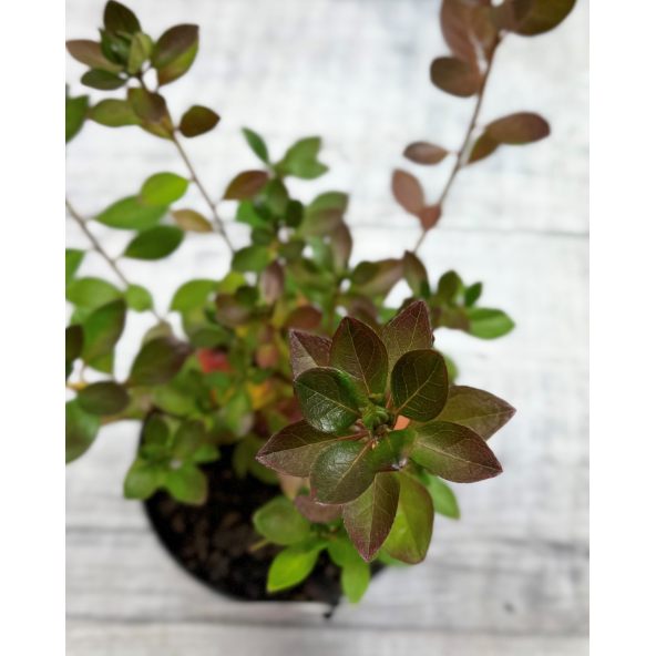 'Hachpett' PETTICOAT - azalia japońska 
Rhododendron 'Hachpett' PETTICOAT