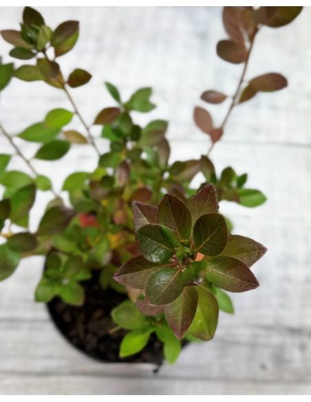 'Hachpett' PETTICOAT - azalia japońska 
Rhododendron 'Hachpett' PETTICOAT