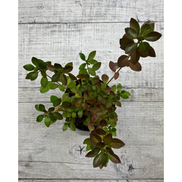 'Hachpett' PETTICOAT - azalia japońska 
Rhododendron 'Hachpett' PETTICOAT