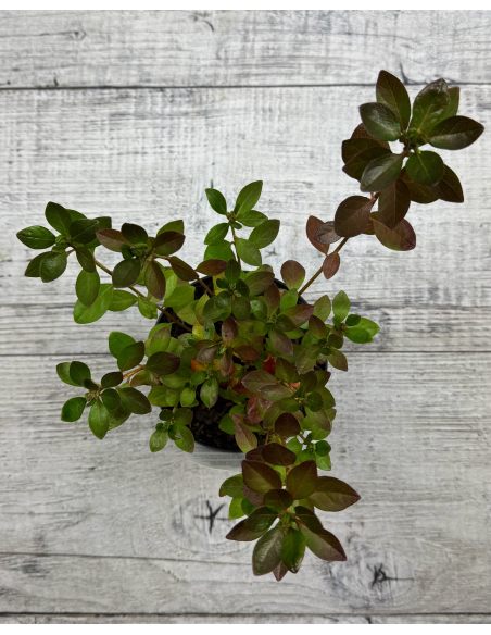 'Hachpett' PETTICOAT - azalia japońska 
Rhododendron 'Hachpett' PETTICOAT