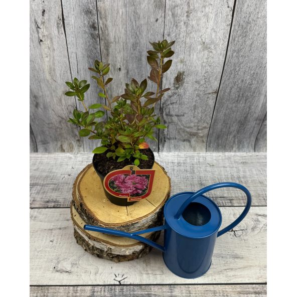 'Hachpett' PETTICOAT - azalia japońska 
Rhododendron 'Hachpett' PETTICOAT