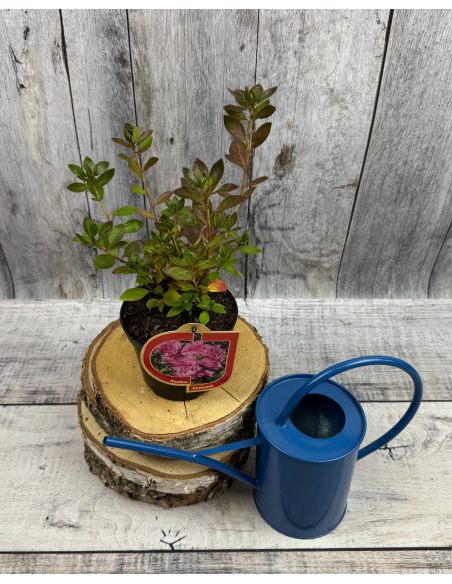 'Hachpett' PETTICOAT - azalia japońska 
Rhododendron 'Hachpett' PETTICOAT