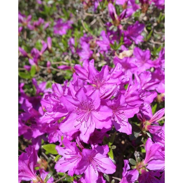 'Orlice' - azalia japońska 
Rhododendron 'Orlice'