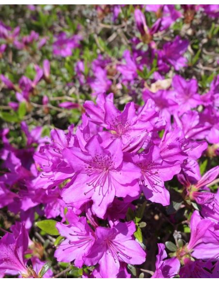 'Orlice' - azalia japońska 
Rhododendron 'Orlice'