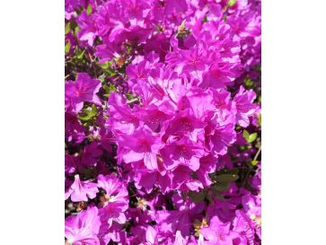 'Orlice' - azalia japońska 
Rhododendron 'Orlice'