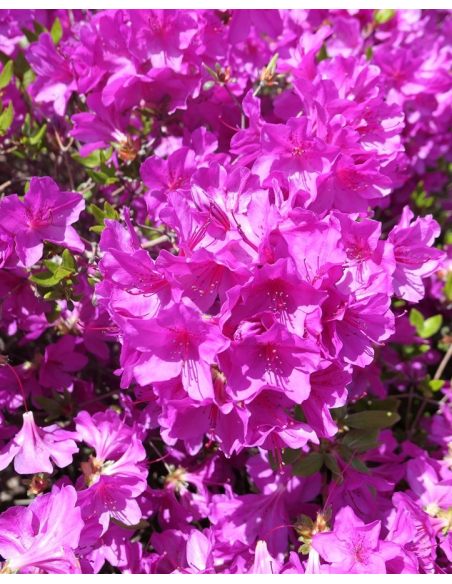 'Orlice' - azalia japońska 
Rhododendron 'Orlice'